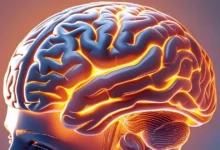 Prefrontale Cortex