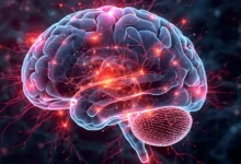 prefrontale cortex functie