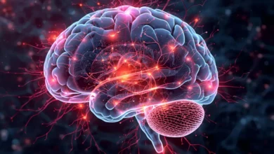 prefrontale cortex functie