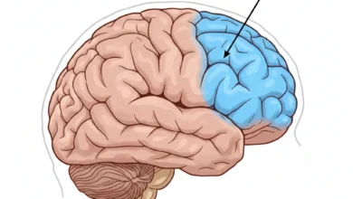 waar zit de prefrontale cortex