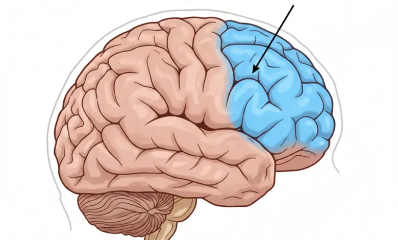 waar zit de prefrontale cortex
