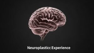 Neuroplasticiteit: Het brein verandert door ervaring