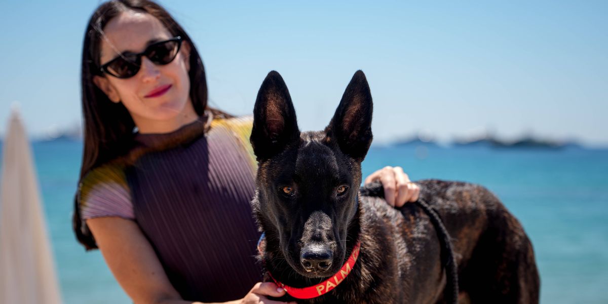 Een rondje pootjes van Cannes Palm Dog Award-winnaar “La Perra”